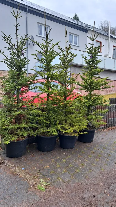 Vier gespendete Tannen in schwarzen Kübeln stehen vor einem Wohnhaus.